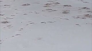 Guy letting a dude suck his cock on a populated public Beach In daylight with zero fucks given lol.